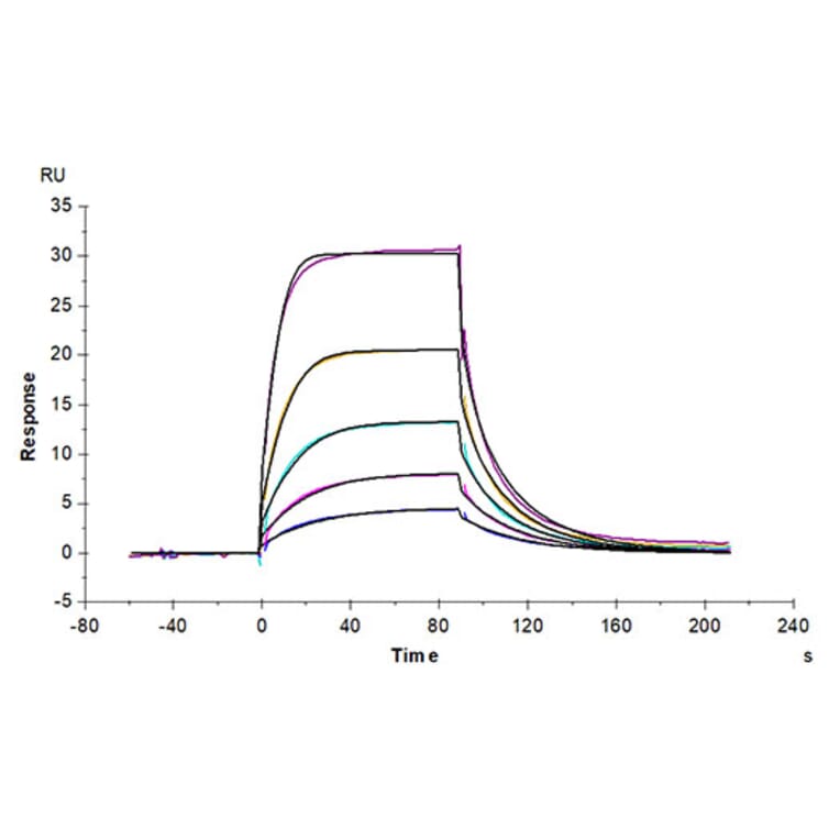 SPR Assay - Recombinant Cynomolgus macaque CD86 Protein (C-terminal His Tag) (A331464) - Antibodies.com