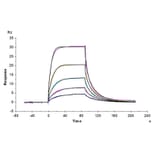 SPR Assay - Recombinant Cynomolgus macaque CD86 Protein (C-terminal His Tag) (A331464) - Antibodies.com