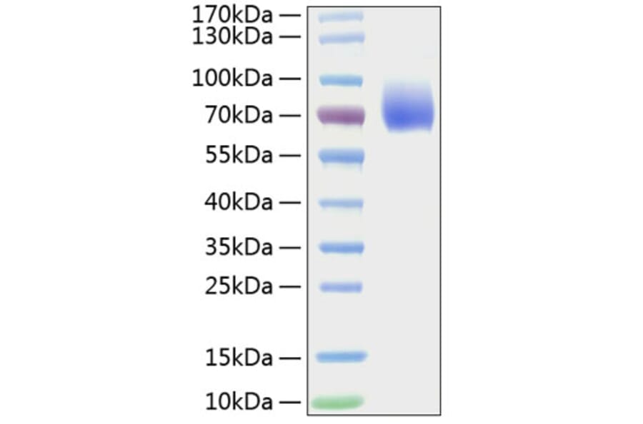 SDS-PAGE - Recombinant Mouse CD86 Protein (C-terminal Human Fc Tag) (A331465) - Antibodies.com