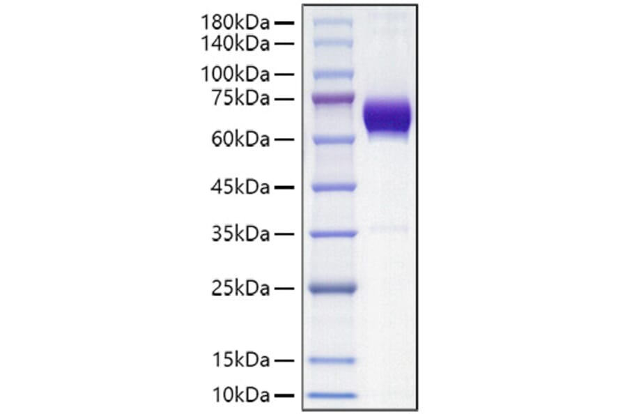SDS-PAGE - Recombinant Mouse PD-L2 Protein (C-terminal Human Fc Tag) (A331467) - Antibodies.com