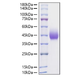 SDS-PAGE - Recombinant Rat PD-L1 Protein (C-terminal His Tag) (A331469) - Antibodies.com