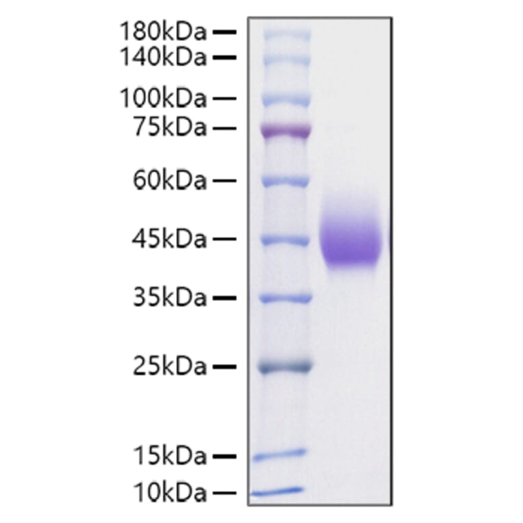 SDS-PAGE - Recombinant Rat PD-L1 Protein (C-terminal His Tag) (A331469) - Antibodies.com
