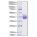 SDS-PAGE - Recombinant Rat PD-L1 Protein (C-terminal His Tag) (A331469) - Antibodies.com