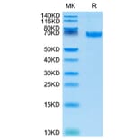 Tris-Bis PAGE - Recombinant Cynomolgus macaque PD-L1 Protein (C-terminal Human Fc Tag) (A331470) - Antibodies.com
