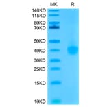 Tris-Bis PAGE - Recombinant Cynomolgus macaque PD-L1 Protein (C-terminal His Tag) (A331471) - Antibodies.com