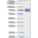 SDS-PAGE - Recombinant Mouse PD-L1 Protein (C-terminal Human Fc and His Tag) (A331472) - Antibodies.com