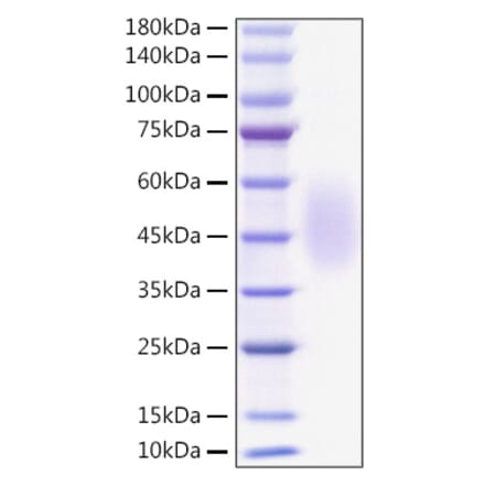 SDS-PAGE - Recombinant Mouse B7-H2 Protein (C-terminal His Tag) (A331474) - Antibodies.com