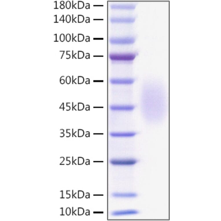 SDS-PAGE - Recombinant Mouse B7-H2 Protein (C-terminal His Tag) (A331474) - Antibodies.com