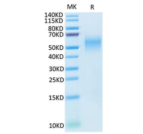 Tris-Bis PAGE - Recombinant Cynomolgus macaque B7-H2 Protein (C-terminal His Tag) (A331475) - Antibodies.com