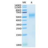 Tris-Bis PAGE - Recombinant Cynomolgus macaque B7-H2 Protein (C-terminal His Tag) (A331475) - Antibodies.com