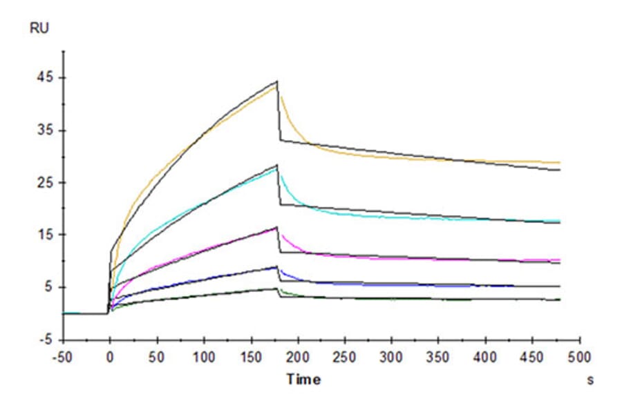 SPR Assay - Recombinant Cynomolgus macaque B7-H2 Protein (C-terminal His Tag) (A331475) - Antibodies.com