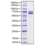 SDS-PAGE - Recombinant Mouse B7-H3 Protein (C-terminal Human Fc Tag) (A331476) - Antibodies.com