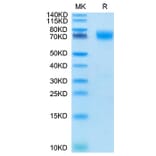 Tris-Bis PAGE - Recombinant Cynomolgus macaque B7-H3 Protein (C-terminal His Tag) (A331478) - Antibodies.com