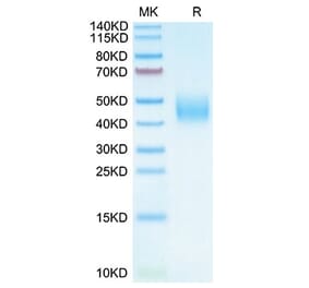 Tris-Bis PAGE - Recombinant Cynomolgus macaque B7-H6 Protein (C-terminal His Tag) (A331480) - Antibodies.com