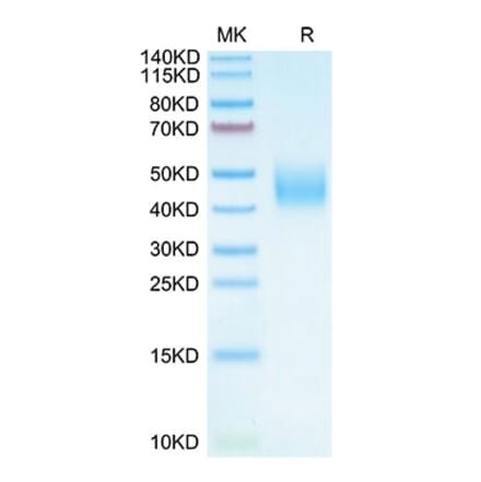 Tris-Bis PAGE - Recombinant Cynomolgus macaque B7-H6 Protein (C-terminal His Tag) (A331480) - Antibodies.com