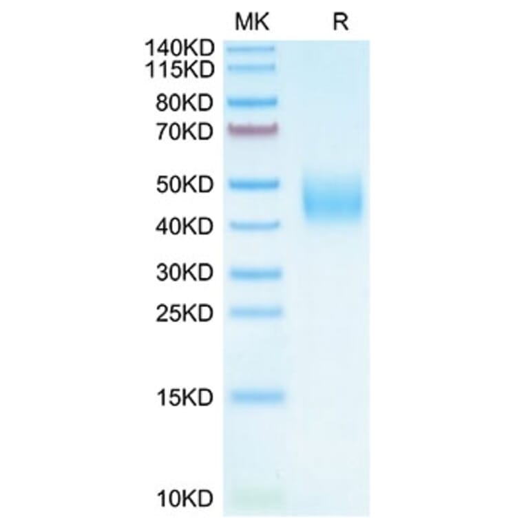 Tris-Bis PAGE - Recombinant Cynomolgus macaque B7-H6 Protein (C-terminal His Tag) (A331480) - Antibodies.com