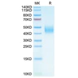 Tris-Bis PAGE - Recombinant Cynomolgus macaque B7-H6 Protein (C-terminal His Tag) (A331480) - Antibodies.com