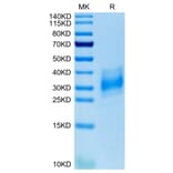 Tris-Bis PAGE - Recombinant Human CD147 Protein (C-terminal His Tag) (A331481) - Antibodies.com