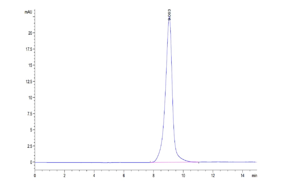 SEC-HPLC - Recombinant Human CD147 Protein (C-terminal His Tag) (A331481) - Antibodies.com