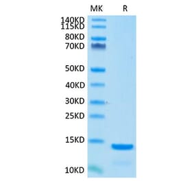 Tris-Bis PAGE - Recombinant Cynomolgus macaque beta 2 Microglobulin Protein (C-terminal His Tag) (A331483) - Antibodies.com