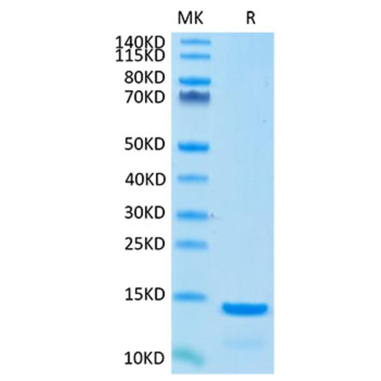 Tris-Bis PAGE - Recombinant Cynomolgus macaque beta 2 Microglobulin Protein (C-terminal His Tag) (A331483) - Antibodies.com