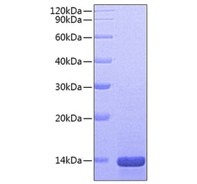 SDS-PAGE - Recombinant Mouse NGF Protein (A331484) - Antibodies.com