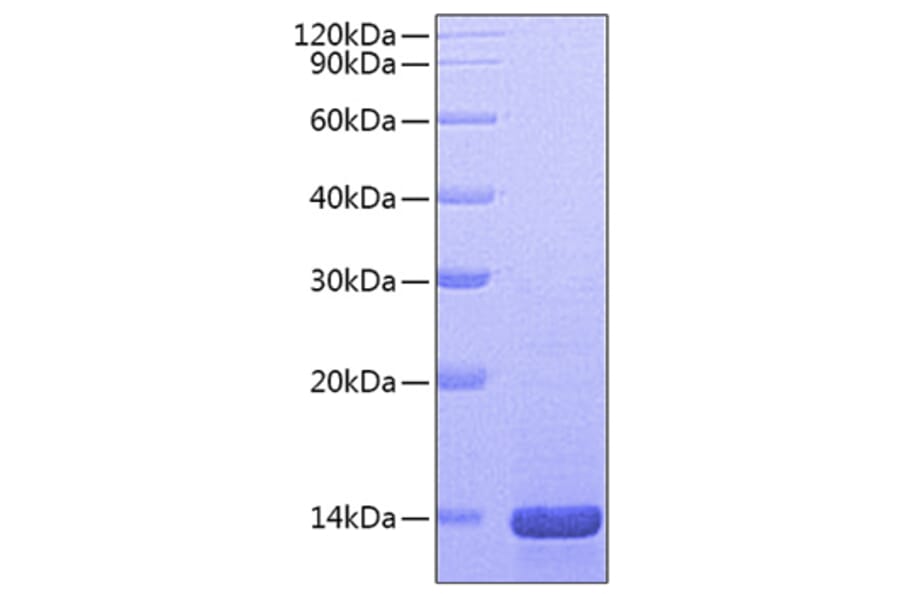 SDS-PAGE - Recombinant Mouse NGF Protein (A331484) - Antibodies.com
