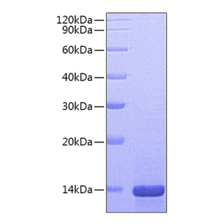 SDS-PAGE - Recombinant Mouse NGF Protein (A331484) - Antibodies.com