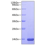 SDS-PAGE - Recombinant Mouse NGF Protein (A331484) - Antibodies.com