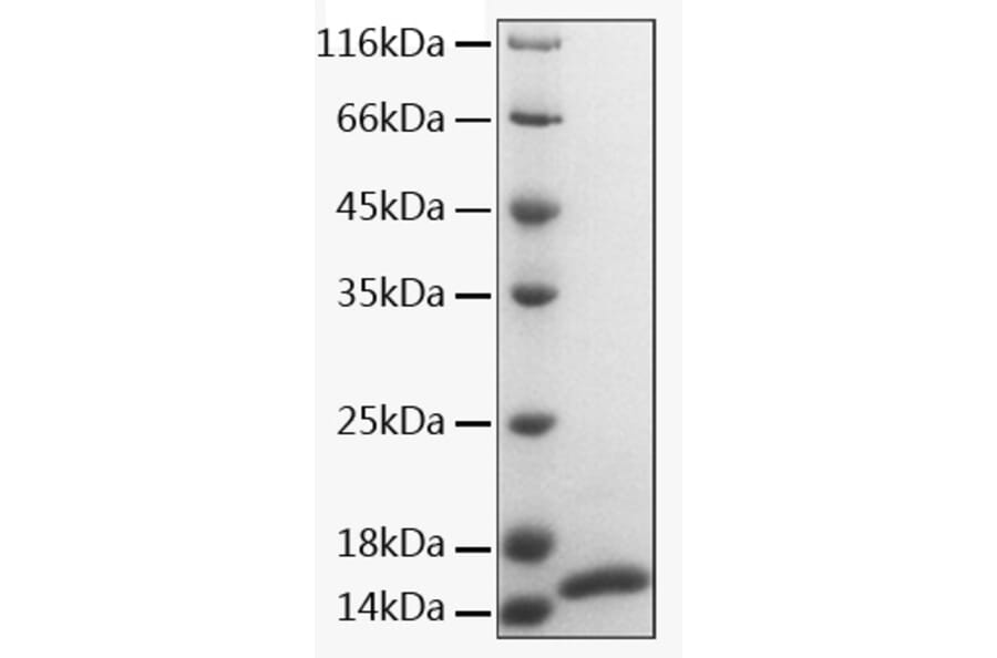 SDS-PAGE - Recombinant Human CALM1 Protein (A331488) - Antibodies.com