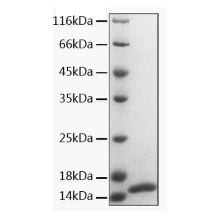 SDS-PAGE - Recombinant Human CALM1 Protein (A331488) - Antibodies.com
