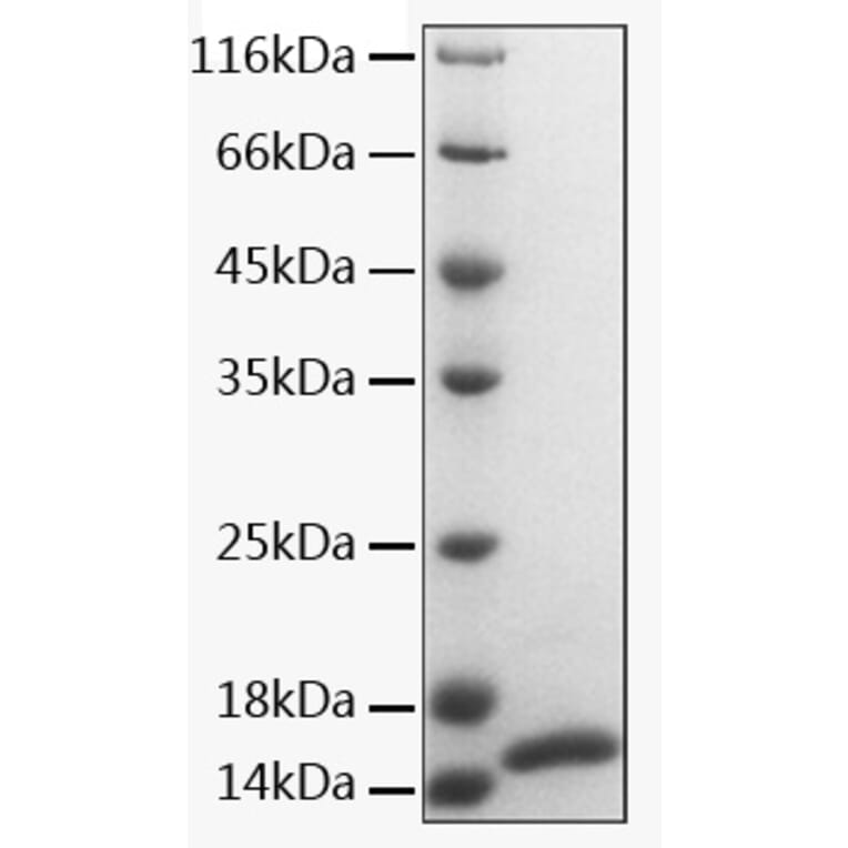 SDS-PAGE - Recombinant Human CALM1 Protein (A331488) - Antibodies.com