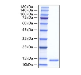 SDS-PAGE - Recombinant Mouse Eotaxin Protein (C-terminal His Tag) (A331491) - Antibodies.com