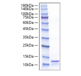 SDS-PAGE - Recombinant Mouse CCL17 Protein (C-terminal His Tag) (A331492) - Antibodies.com