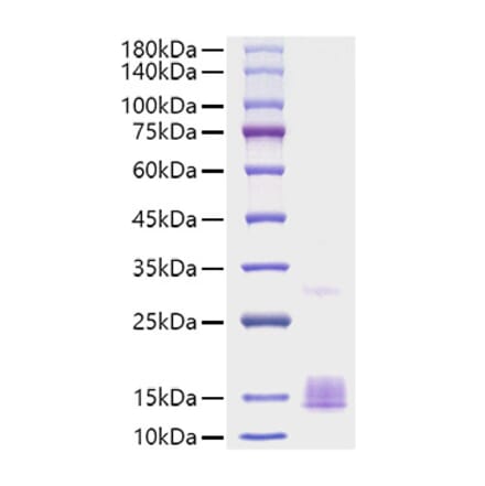 SDS-PAGE - Recombinant Mouse MCP1 Protein (A331494) - Antibodies.com