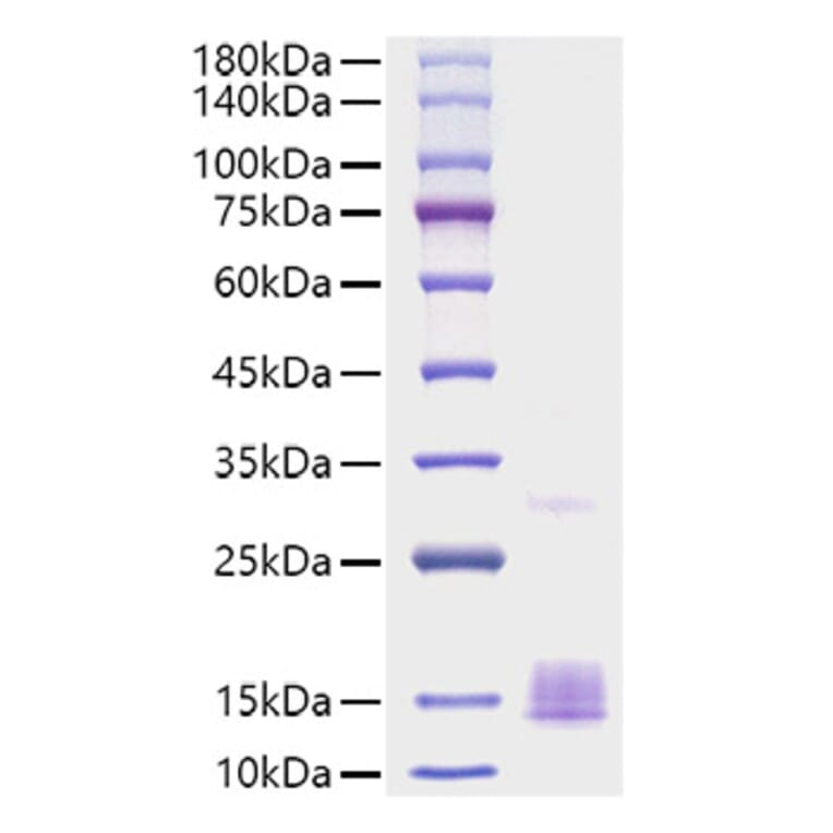SDS-PAGE - Recombinant Mouse MCP1 Protein (A331494) - Antibodies.com