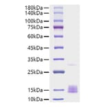 SDS-PAGE - Recombinant Mouse MCP1 Protein (A331494) - Antibodies.com