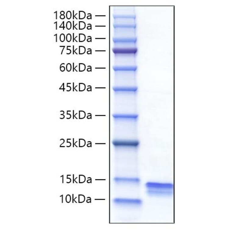 SDS-PAGE - Recombinant Mouse CCL4 Protein (C-terminal His Tag) (A331497) - Antibodies.com