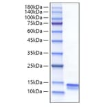 SDS-PAGE - Recombinant Mouse CCL4 Protein (C-terminal His Tag) (A331497) - Antibodies.com