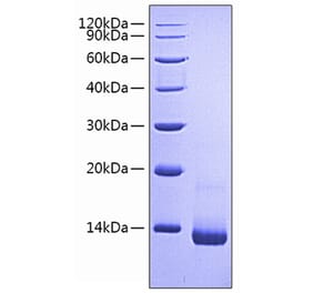 SDS-PAGE - Recombinant Rat RANTES Protein (N-terminal His Tag) (A331499) - Antibodies.com