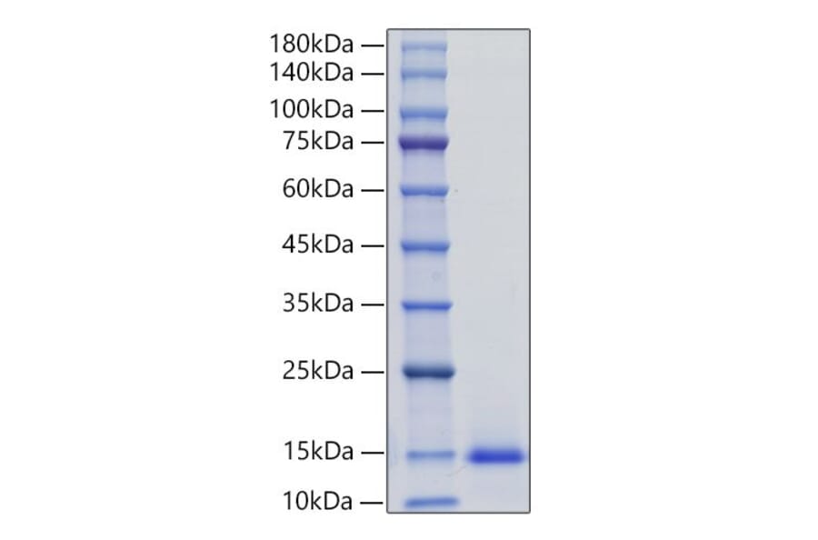 SDS-PAGE - Recombinant Mouse MCP3 Protein (N-terminal His Tag) (A331500) - Antibodies.com