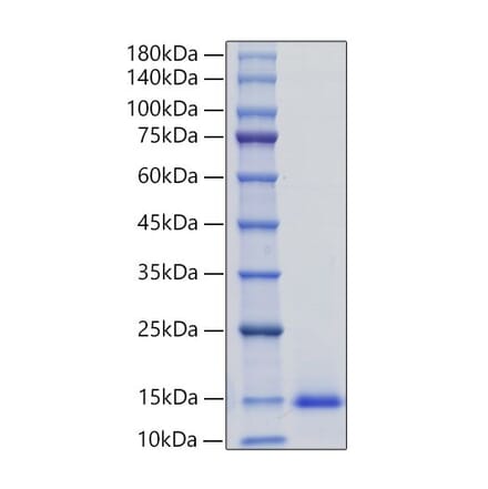 SDS-PAGE - Recombinant Mouse MCP3 Protein (N-terminal His Tag) (A331500) - Antibodies.com