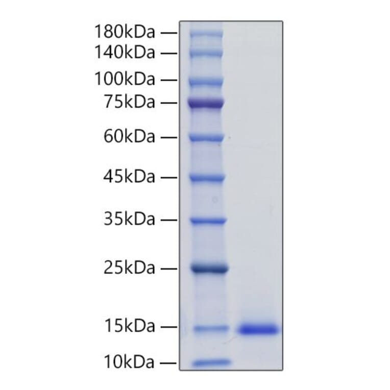 SDS-PAGE - Recombinant Mouse MCP3 Protein (N-terminal His Tag) (A331500) - Antibodies.com