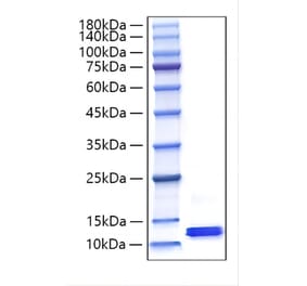 SDS-PAGE - Recombinant Mouse MCP-2 Protein (C-terminal His Tag) (A331501) - Antibodies.com