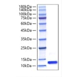 SDS-PAGE - Recombinant Mouse MCP-2 Protein (C-terminal His Tag) (A331501) - Antibodies.com