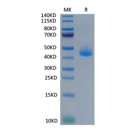 Tris-Bis PAGE - Recombinant Cynomolgus macaque CD3 epsilon Protein (C-terminal Human Fc Tag) (A331506) - Antibodies.com