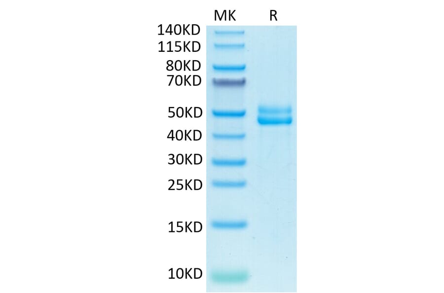 Tris-Bis PAGE - Recombinant Human CD3E + CD3G Protein (Biotin) (C-terminal Human Fc and Avi Tag) (A331510) - Antibodies.com