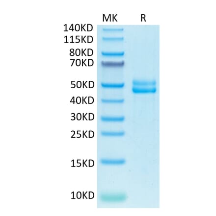 Tris-Bis PAGE - Recombinant Human CD3E + CD3G Protein (Biotin) (C-terminal Human Fc and Avi Tag) (A331510) - Antibodies.com