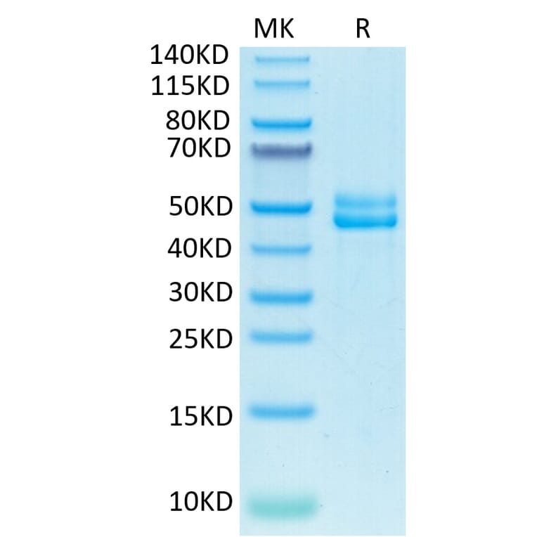 Tris-Bis PAGE - Recombinant Human CD3E + CD3G Protein (Biotin) (C-terminal Human Fc and Avi Tag) (A331510) - Antibodies.com