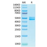 Tris-Bis PAGE - Recombinant Human CD3E + CD3G Protein (Biotin) (C-terminal Human Fc and Avi Tag) (A331510) - Antibodies.com
